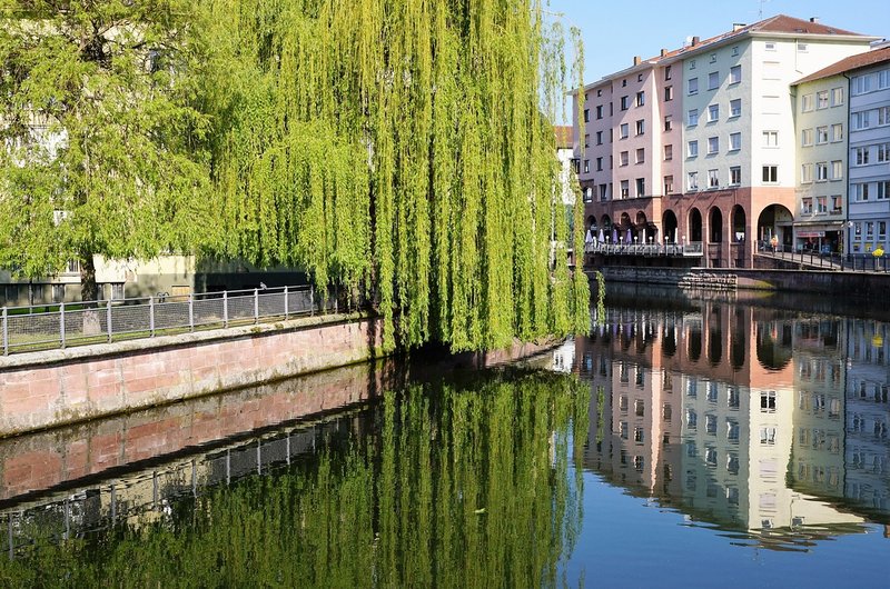 Eine Uferpromenade in Pforzheim mit Trauerweide.